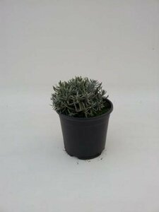 Lavandula angustifolia 'Hidcote' C5 - afbeelding 4