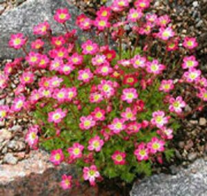 Saxifraga arendsii 'Peter Pan' P9 - afbeelding 3
