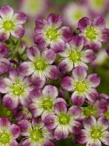 Saxifraga arendsii 'Peter Pan' P9 - afbeelding 4