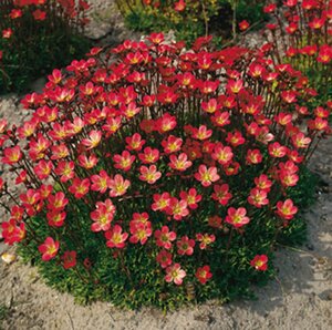 Saxifraga arendsii 'Peter Pan' P9 - afbeelding 5