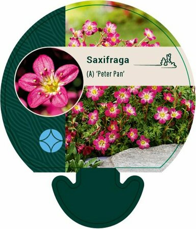Saxifraga arendsii 'Peter Pan' P9 - afbeelding 1