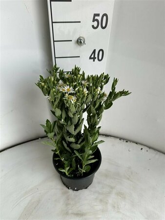 Aster ageratoides 'Starshine' P9 - afbeelding 4