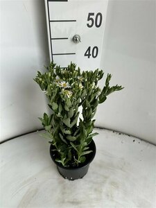 Aster ageratoides 'Starshine' P9 - afbeelding 4