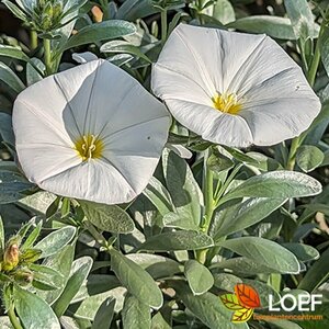 Convolvulus cneorum 20/25 C. - afbeelding 1