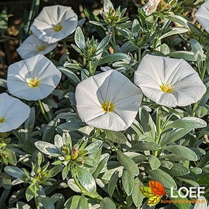 Convolvulus cneorum 20/25 C. - afbeelding 2