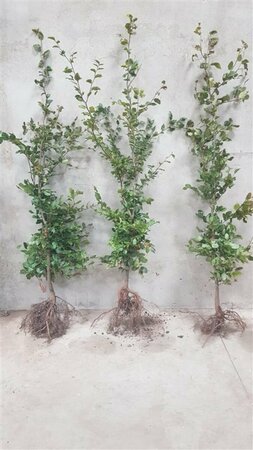 Fagus sylvatica 100/125 C. - afbeelding 15