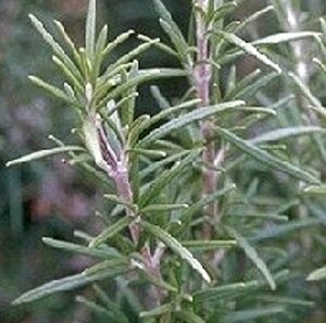 Rosmarinus officinalis C5 - afbeelding 7