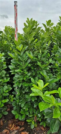 Prunus laurocerasus 'Rotundifolia' 150/175 KL. - afbeelding 5