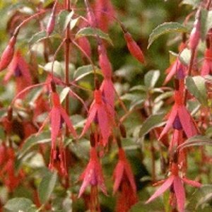 Fuchsia 'Riccartonii' P9 - afbeelding 2