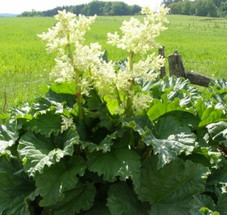 Rheum rhabarbarum P9 - afbeelding 2