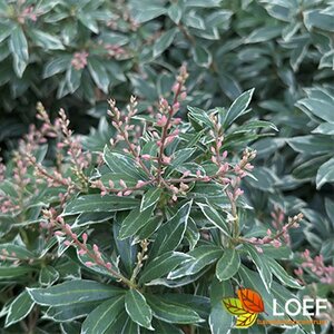 Pieris japonica 'Little Heath' 30/40 C. - afbeelding 1