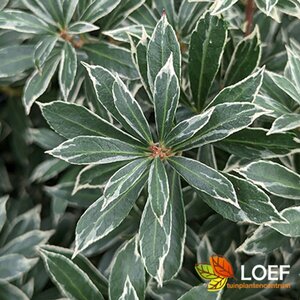 Pieris japonica 'Little Heath' 30/40 C. - afbeelding 2