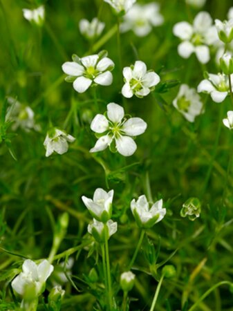 Sagina subulata P9 - afbeelding 2