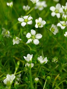 Sagina subulata P9 - afbeelding 2