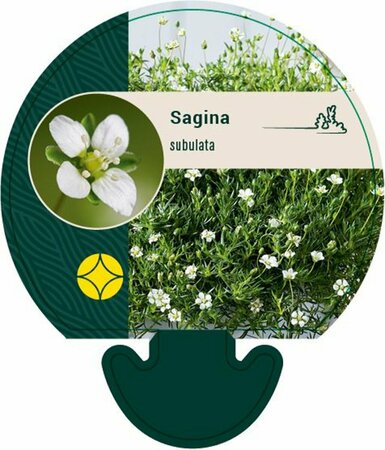 Sagina subulata P9 - afbeelding 6