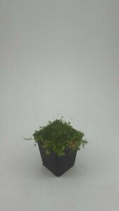 Sagina subulata P9 - afbeelding 9