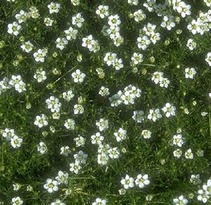 Sagina subulata P9 - afbeelding 14