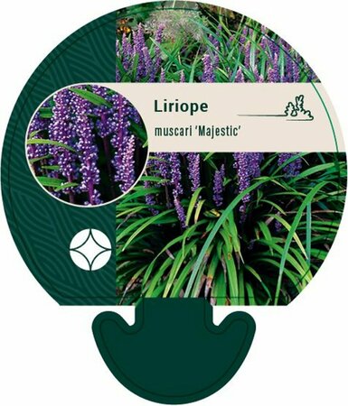 Liriope muscari 'Majestic' P9 - afbeelding 3