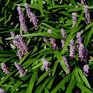 Liriope muscari 'Majestic' P9 - afbeelding 4