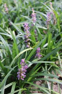 Liriope muscari 'Majestic' P9 - afbeelding 1