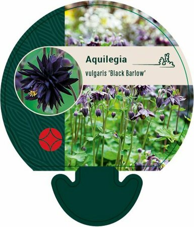 Aquilegia vulgaris 'Black Barlow' P9 - afbeelding 1