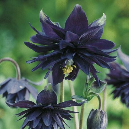 Aquilegia vulgaris 'Black Barlow' P9 - afbeelding 2