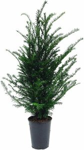 Taxus baccata 125/150 KL. - afbeelding 3