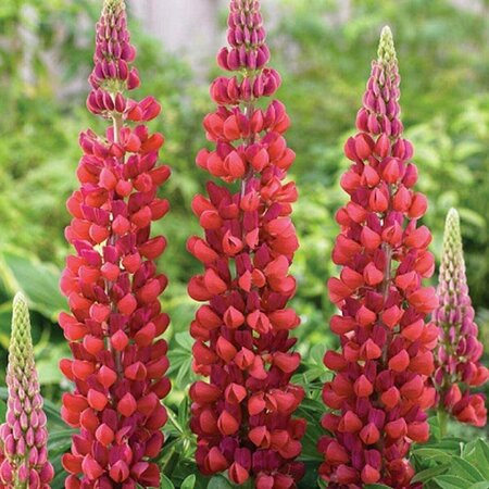 Lupinus 'My Castle' P9 - afbeelding 1