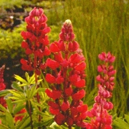 Lupinus 'My Castle' P9 - afbeelding 2