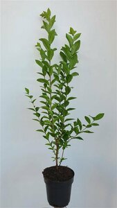 Ligustrum ovalifolium 125/150 W. 2-3 Tak  - afbeelding 10