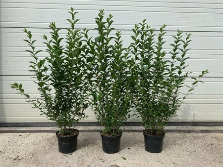 Ligustrum ovalifolium 125/150 W. 2-3 Tak  - afbeelding 2