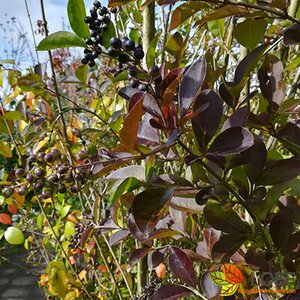 Ligustrum ovalifolium 125/150 W. 2-3 Tak  - afbeelding 1