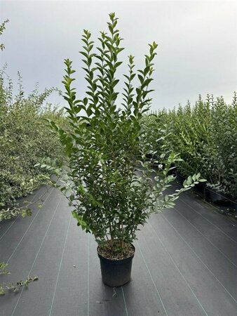 Ligustrum ovalifolium 125/150 W. 2-3 Tak  - afbeelding 6