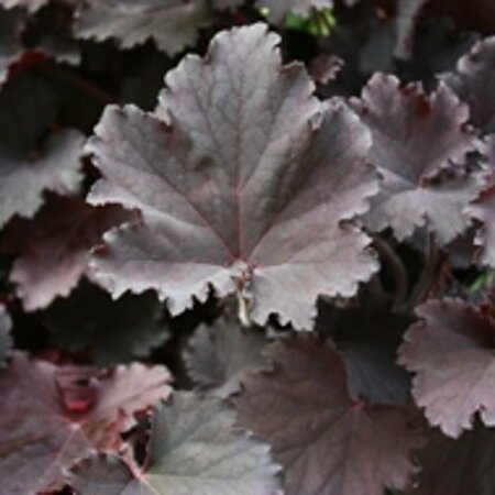 Heuchera 'Binoche' P9 - afbeelding 5