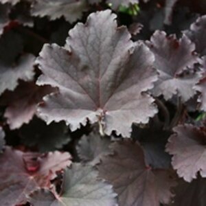 Heuchera 'Binoche' P9 - afbeelding 5