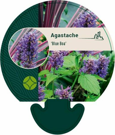 Agastache 'Blue Boa' P9 - afbeelding 4