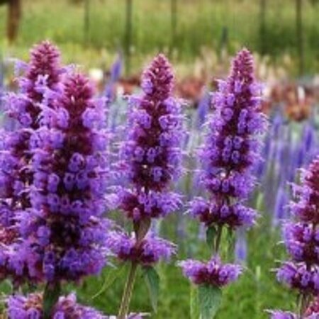 Agastache 'Blue Boa' P9 - afbeelding 2