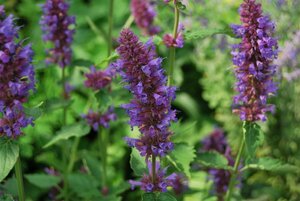 Agastache 'Blue Boa' P9 - afbeelding 3