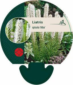 Liatris spicata 'Alba' P9 - afbeelding 1