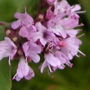 Origanum vulgare P9 - afbeelding 3