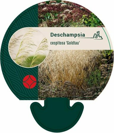 Deschampsia cespitosa 'Goldtau' C2 - afbeelding 1