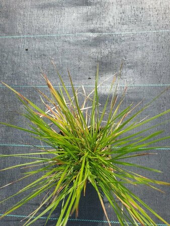 Deschampsia cespitosa 'Goldtau' C2 - afbeelding 2