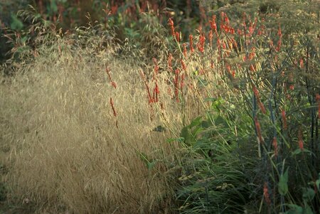 Deschampsia cespitosa 'Goldtau' C2 - afbeelding 3