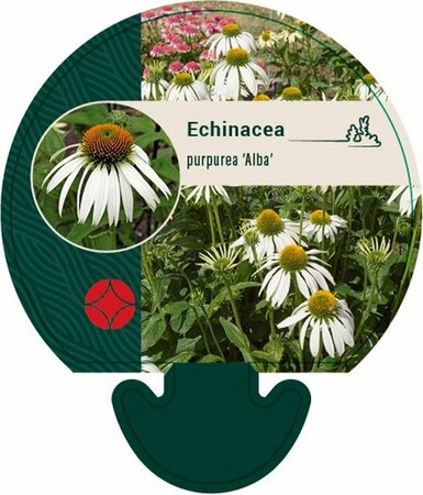 Echinacea purpurea 'Alba' C2 - afbeelding 2