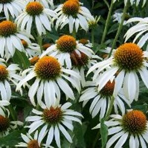 Echinacea purpurea 'Alba' C2 - afbeelding 5