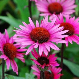 Echinacea purpurea 'Fatal Attraction' C2 - afbeelding 4