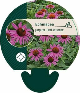 Echinacea purpurea 'Fatal Attraction' C2 - afbeelding 2