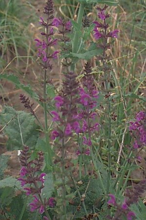 Salvia nemorosa 'Mainacht' C2 - afbeelding 1