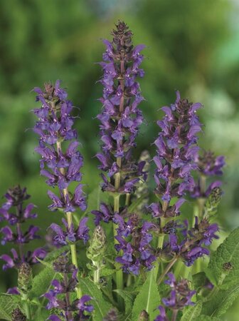 Salvia nemorosa 'Mainacht' C2 - afbeelding 9