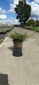 Erica darleyensis 'Kramer's Rote' 20/25 W.